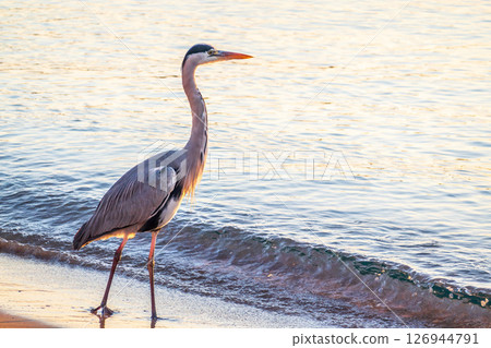 A heron hunting in the sea. Grey heron on the hunt 126944791