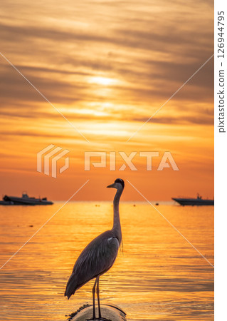 A heron hunting in the sea in the sunset or sunrise light 126944795