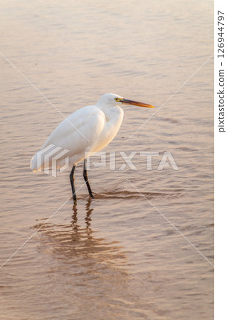 Great egret (Ardea alba), a medium-sized white heron fishing on the sea beach 126944797