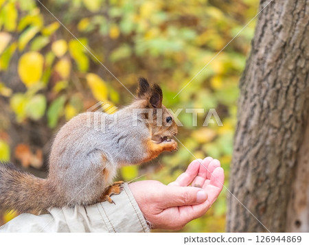 A squirrel in the autumn eats nuts from a human hand. Eurasian red squirrel, Sciurus vulgaris A squirrel in the autumn eats nuts from a human hand. Eurasian red squirrel, Sciurus vulgaris 126944869
