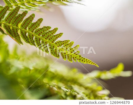Common polypody fern Polypodium vulgare grows among thick moss. 126944870
