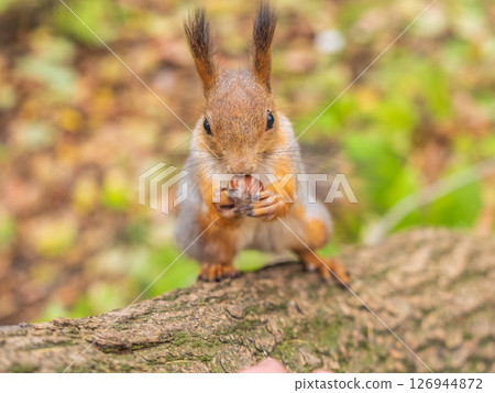 Portrait of a squirrel on a tree trunk 126944872