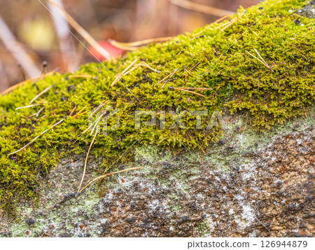 Soft thick moss in the forest is lit by the sun. 126944879