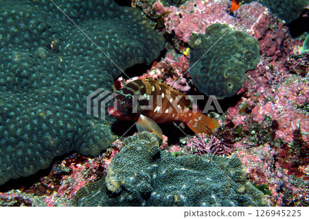 Red grouper underwater photo 126945225