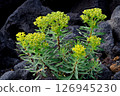 Iwataigeki beach plant 126945230