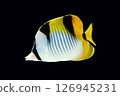 Blackwedged butterflyfish black back 126945231