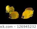 Golden butterfly fish flock Golden butterfly fish flock black background 126945232