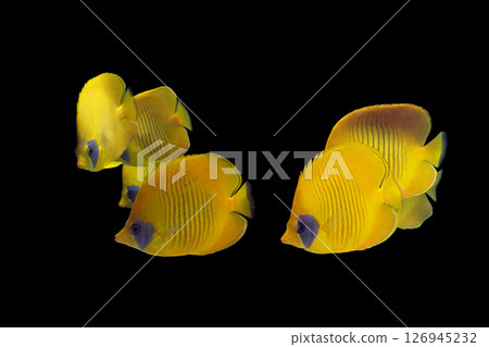 Golden butterfly fish flock Golden butterfly fish flock black background 126945232