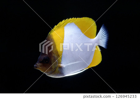 Kasumi butterflyfish black background 126945233
