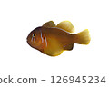 Koban goby white background 126945234
