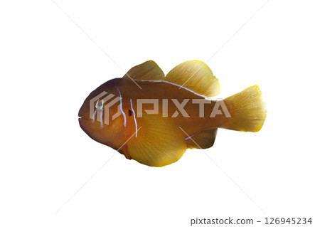 Koban goby white background 126945234