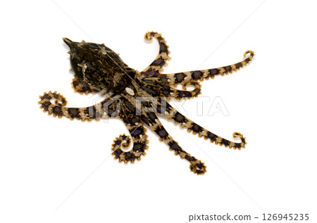 Blue-ringed octopus white background 126945235