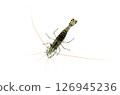 Isosuji shrimp, sea creature, white background 126945236