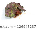 Ishida hermit crab, sea creature, white background 126945237