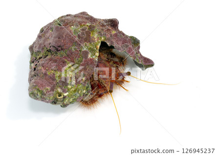 Ishida hermit crab, sea creature, white background 126945237