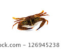 Futahabenitekage crab on white background 126945238