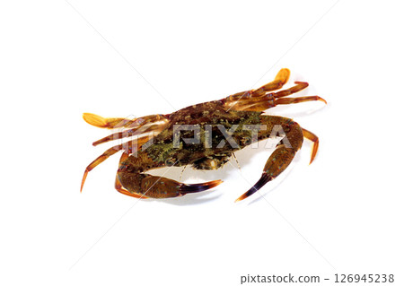 Futahabenitekage crab on white background 126945238