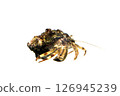 Ubinagahon hermit crab white background 126945239