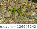 Zostera marina, seaweed, Zostera marina growing in tide pools 126945242