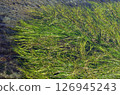 Eelgrass field Eelgrass seaweed 126945243