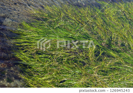 鰻草田 鰻草海藻 126945243
