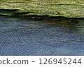 Eelgrass bed, Eelgrass, Small waves, Graphic material 126945244