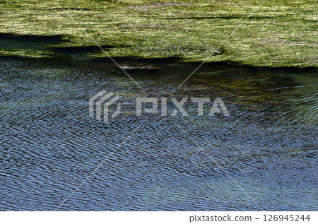 大葉藻床、大葉藻、小浪、圖形材料 126945244