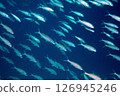 Shoal of fish red mullet undersea photo 126945246