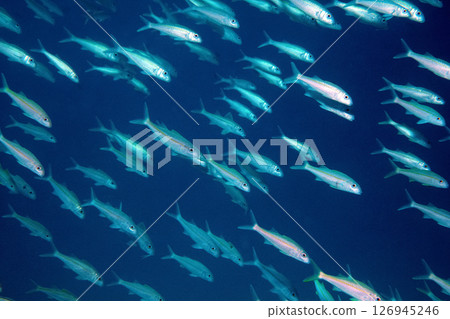 Shoal of fish red mullet undersea photo 126945246