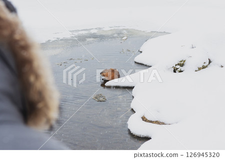 Person watching a beaver in the water at a snowy lake in winter season Person watching a beaver in the water at a snowy lake in winter season 126945320