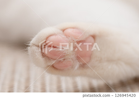 貓後腿的下面 貓後腿的下面 126945420