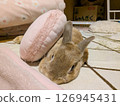 Rabbit turning a cushion into a futon 02 126945431