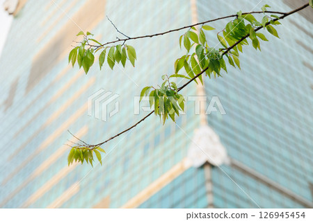 Modern downtown office building with plant tree nature for fresh air green city environmental 126945454