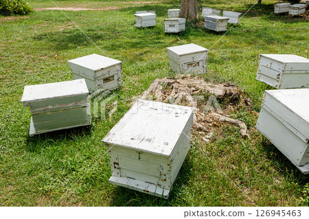 Apiculture, Growing bee in farm process for honey extract, highly nutrition food from danger bug. 126945463