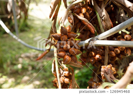 Salacca wallichiana fruit has sharp thorns on the skin taste sweet and sour with a unique aroma agriculture plant in southeast asian 126945468