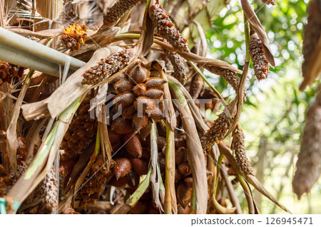 Salacca wallichiana fruit has sharp thorns on the skin taste sweet and sour with a unique aroma agriculture plant in southeast asian 126945471