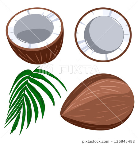 Coconut whole and cut, with palm leaves. Vector illustration	 126945498