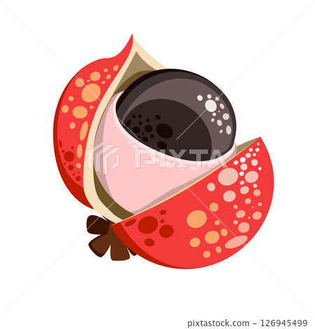 Guarana is climbing plant vector illustrations	 126945499