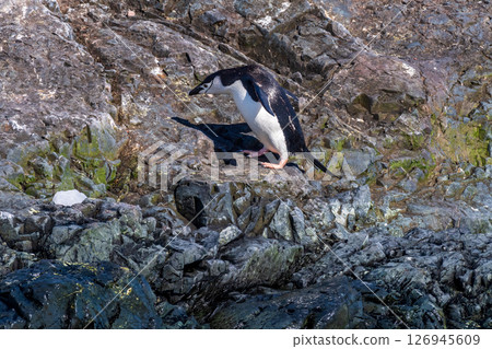 Shinstrap Penguin colony at Sierra Cove 126945609
