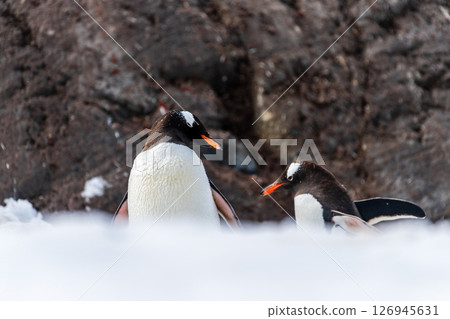 Close-up of a Gentoo Penguin on Trinity Island. Close-up of a Gentoo Penguin on Trinity Island. 126945631