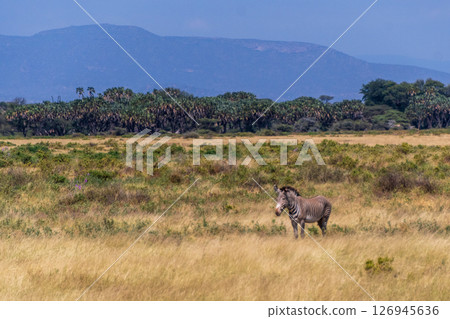Zebra in Samburu national reserve 126945636