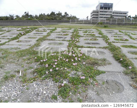 Summer news from the pink coast: Sea Bindweed Summer news from the pink coast: Sea Bindweed 126945672