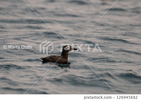 眼鏡海鳩 126945682