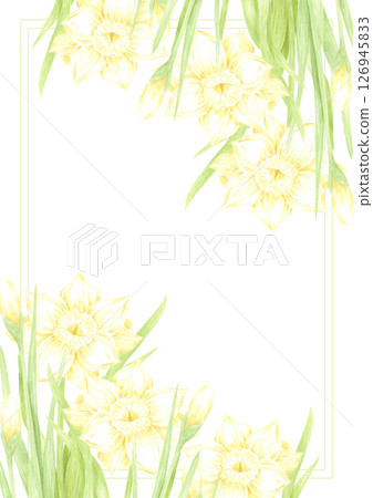 Hand drawn watercolor daffodil flowers with buds and green leaves postcard frame border isolated on white background. Can be used for postcard, invitation, scrapbook and other printed products. 126945833
