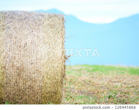乳業王國北海道的乾草捲場景 126945868