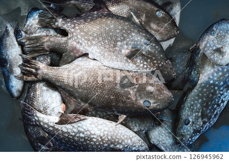 catch of fresh sea fish Balistes capriscus in a basket on fishing vessel catch of fresh sea fish Balistes capriscus in a basket on fishing vessel 126945962
