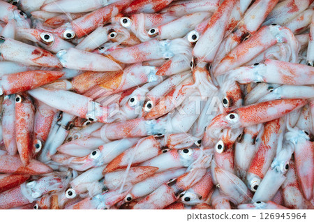 catch of fresh squid on display at seafood market. Background with fresh squid catch of fresh squid on display at seafood market. Background with fresh squid 126945964