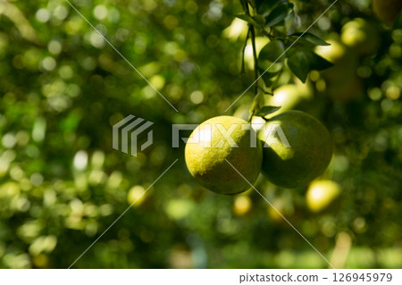 Business concept nature revolves around citrus orchard orange tree are growing, vibrant fruit organic lush leaves creating stunning background, green garden of thriving crop ripe laden with branches 126945979