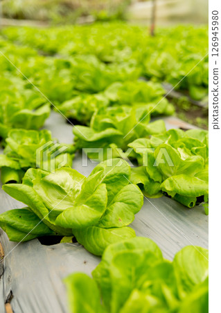 Smart farming techniques hydroponic salad vegetables red oak green lettuce ensuring fresh sustainable produce fresh produce sustainable agriculture promotes healthy eating support local community. 126945980