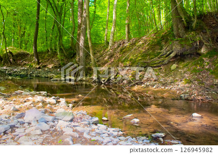 shallow creek in summer. green foliage in forest. stones in the water. outdoor adventure on a sunny day shallow creek in summer. green foliage in forest. stones in the water. outdoor adventure on a sunny day 126945982